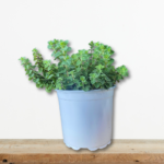 fyto-rigani-origanum-vulgare-se-glastra-aromatiko-votano-greenculture