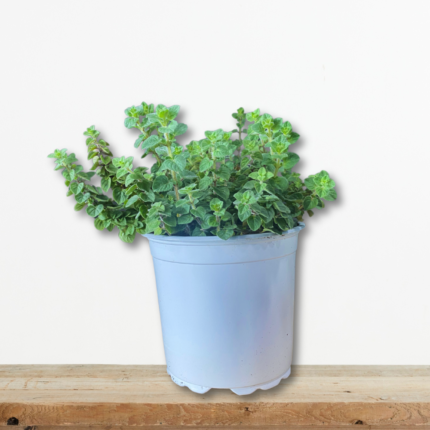 fyto-rigani-origanum-vulgare-se-glastra-aromatiko-votano-greenculture