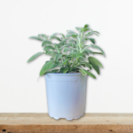 faskomilo-salvia-fruticosa-aromatiko-fyto-votano-greenculture