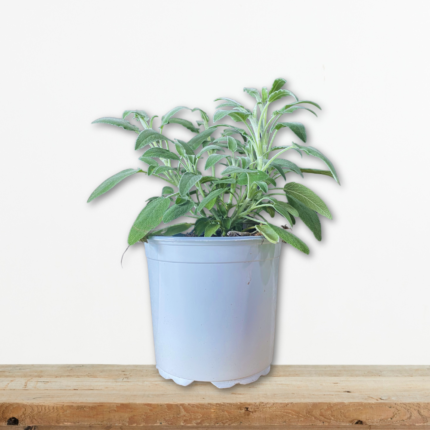 faskomilo-salvia-fruticosa-aromatiko-fyto-votano-greenculture