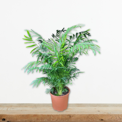 chamaedorea-elegans-chamaidorea-foinikas-esoterikou-chorou-greenculture