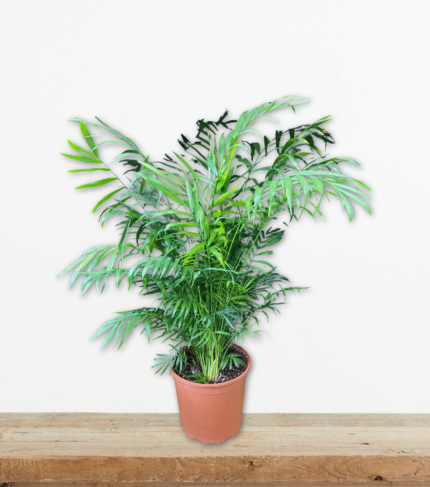 chamaedorea-elegans-chamaidorea-foinikas-esoterikou-chorou-greenculture