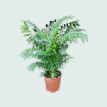 Χαμενδόρια