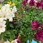 Αλστρομέρια