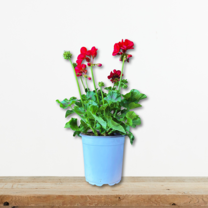 Γεράνι (Pelargonium zonale) | Το Διαχρονικό Πολυετές για Κήπο & Μπαλκόνι | Green Culture