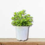 menta-piperodis-aromatiko-fyto-votano-mentha-piperita-kipos-greenculture