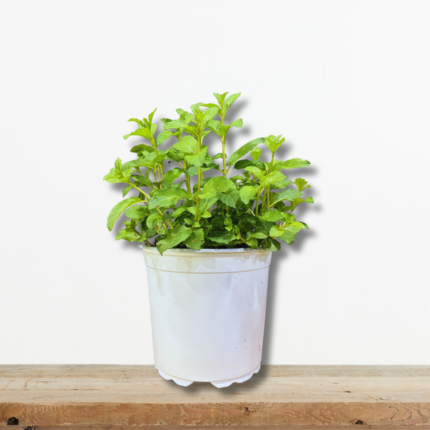 menta-piperodis-aromatiko-fyto-votano-mentha-piperita-kipos-greenculture