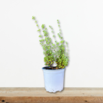 mantzourana-aromatiko-fyto-votano-oregano-majorana-kipos-greenculture