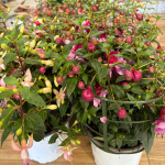 Φούξια/Σκουλαρικιά