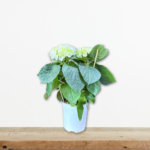 hydrangea-macrophylla-ortansia-fyto-khpou-mple-roz-greenculture