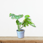monstera-thai-constellation-rare-variegated-plant-eswterikou-xwrou-greenculture