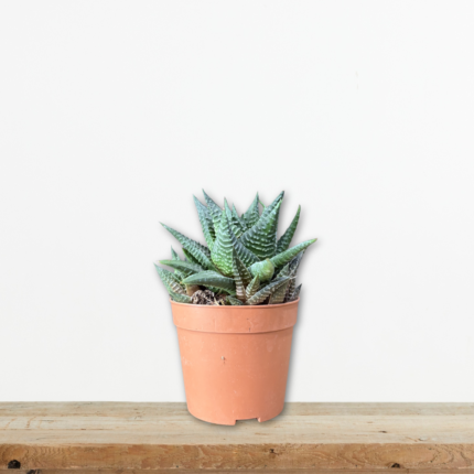 haworthia-fasciata-avorthia-paxyfyto-zebra-eswterikou-xwrou-greenculture