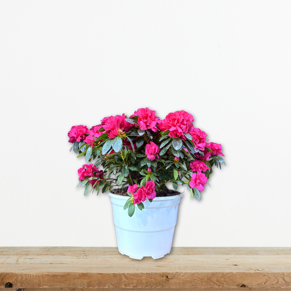 Αζαλέα (Rhododendron Azalea) Ο Εντυπωσιακός Ανθισμένος Θάμνος Green Culture azalea-rhododendron-anthismenos-thamnos-oxyfyllo-greenculture