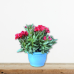 Αλστρομέρια (Alstroemeria x hybrida) | Το "Κρίνο των Ίνκας" με την Παρατεταμένη Ανθοφορία | Green Culture