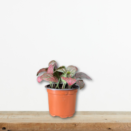 fittonia-albivenis-fitonia-mikrofytο-eswterikou-xwrou-mousaiko-greenculture