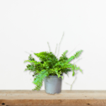 fteri-vostonis-nephrolepis-exaltata-eswterikou-xwrou-kremasto-fyto-greenculture