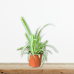 chlorophytum-comosum-chlorofyto-fyto-araxni-eswterikou-xwrou-greenculture