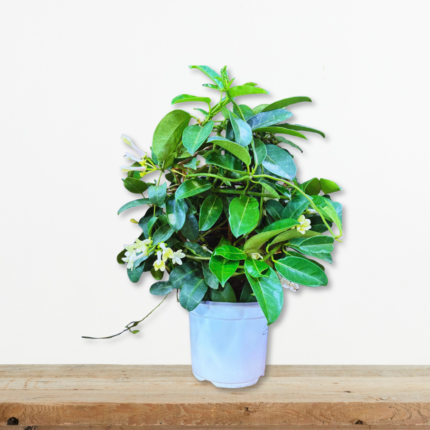 stefanoti-stephanotis-floribunda-anarrichomenο-fyto-leyko-anthos-aroma-greenculture