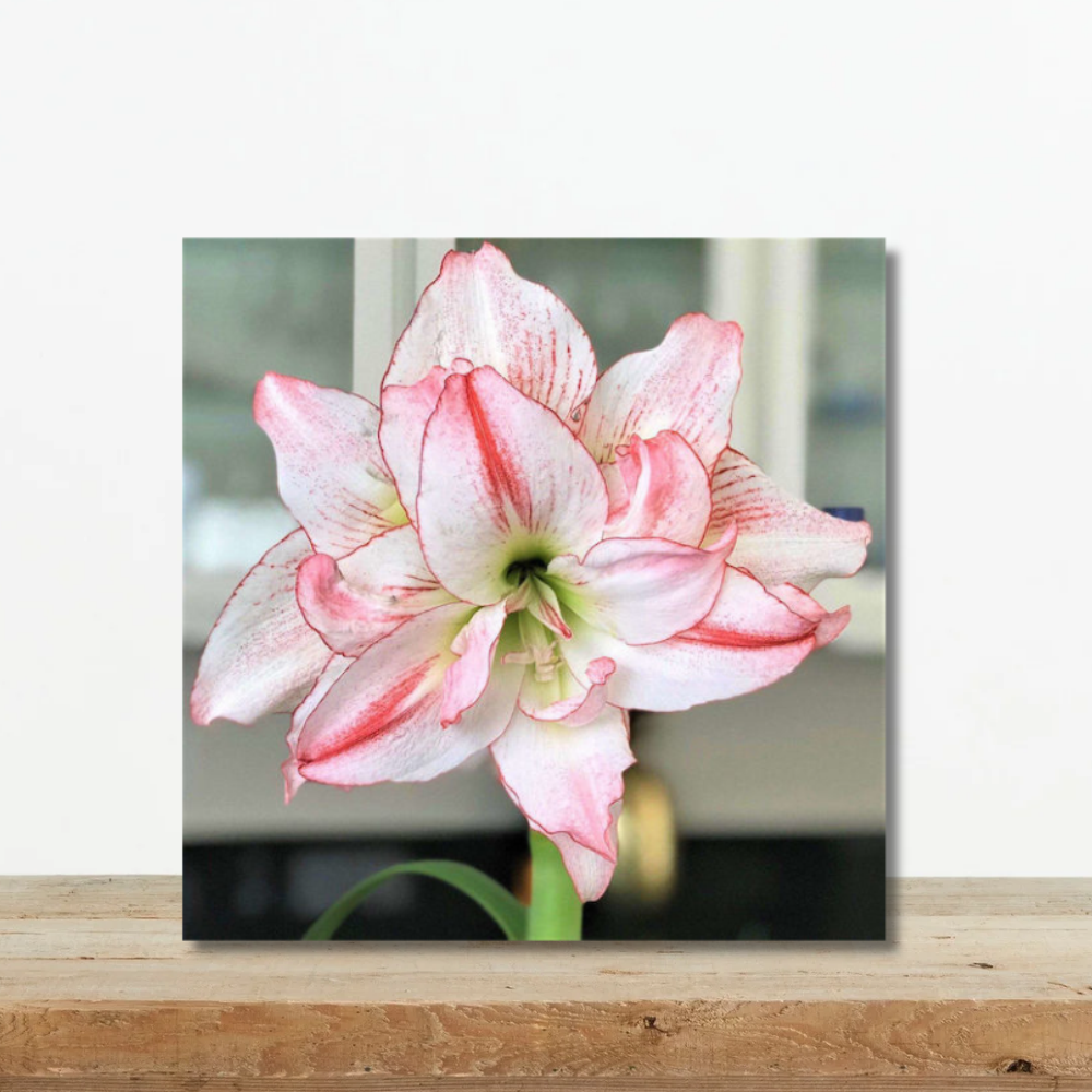 Αμαρυλλίδα Aphrodite amaryllida-aphrodite-hippeastrum-volvos-diplos-leyko-roz-greenculture